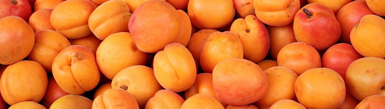 Одеське фермерське господарство робить ставку на самоплідні сорти абрикосів