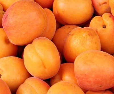 Одеське фермерське господарство робить ставку на самоплідні сорти абрикосів