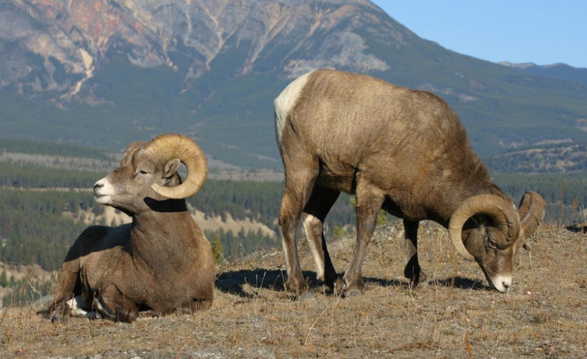Харчування баранів Харчування баранів