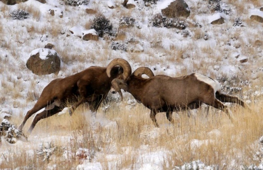 Шлюбний період у баранів Шлюбний період у баранів