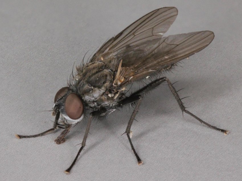 В цьому році в господарствах України можливо активний розвиток капустяної мухи В цьому році в господарствах України можливо активний розвиток капустяної мухи