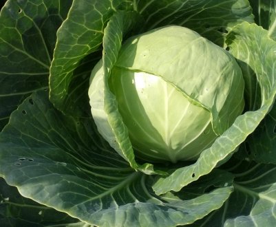 В цьому році в господарствах України можливо активний розвиток капустяної мухи