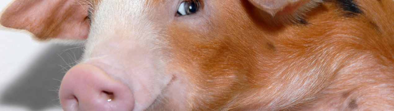 Свинарство України знаходиться в «жовтій зоні»