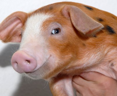 Свинарство України знаходиться в «жовтій зоні»