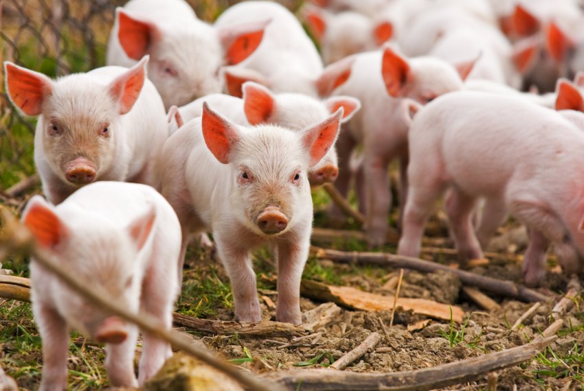 Свинарство України знаходиться в «жовтій зоні» Свинарство України знаходиться в «жовтій зоні»