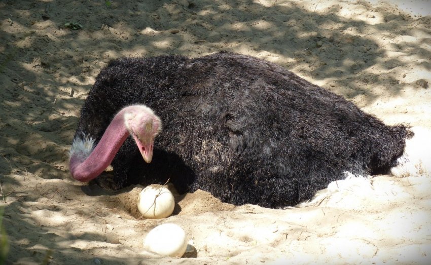 Африканський страус