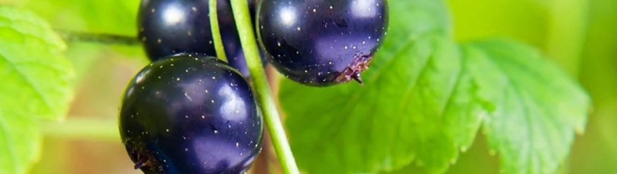 Сорт чорної смородини Добрий джин: переваги і недоліки, смакові якості
