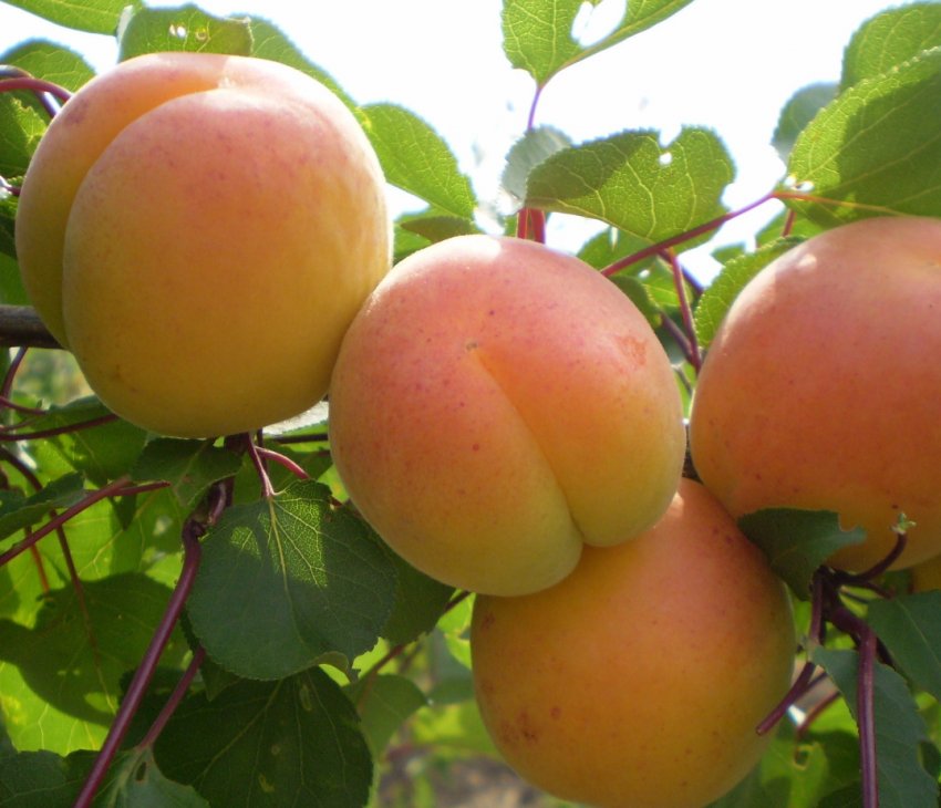 Одеське фермерське господарство робить ставку на самоплідні сорти абрикосів Одеське фермерське господарство робить ставку на самоплідні сорти абрикосів