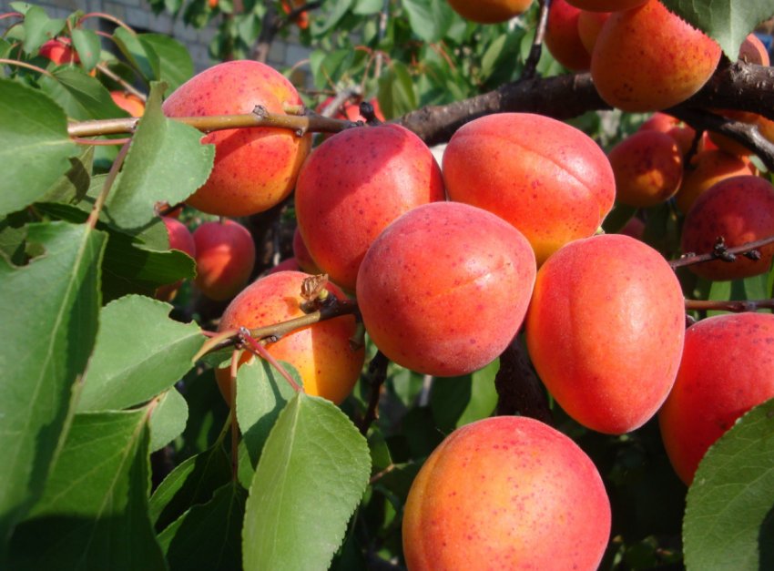 Одеське фермерське господарство робить ставку на самоплідні сорти абрикосів Одеське фермерське господарство робить ставку на самоплідні сорти абрикосів