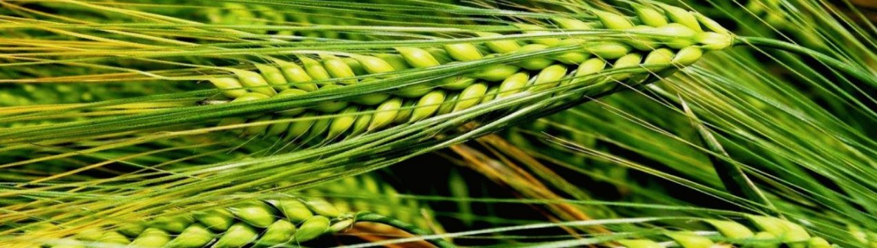 Волинські аграрії почали збір урожаю озимого ячменю