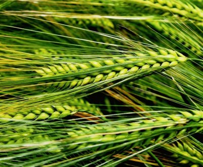  Волинські аграрії почали збір урожаю озимого ячменю