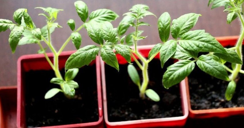 Розсада Розсада