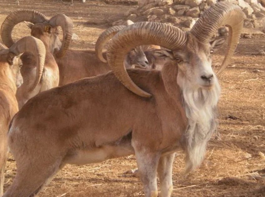 Бухарський баран Бухарський баран