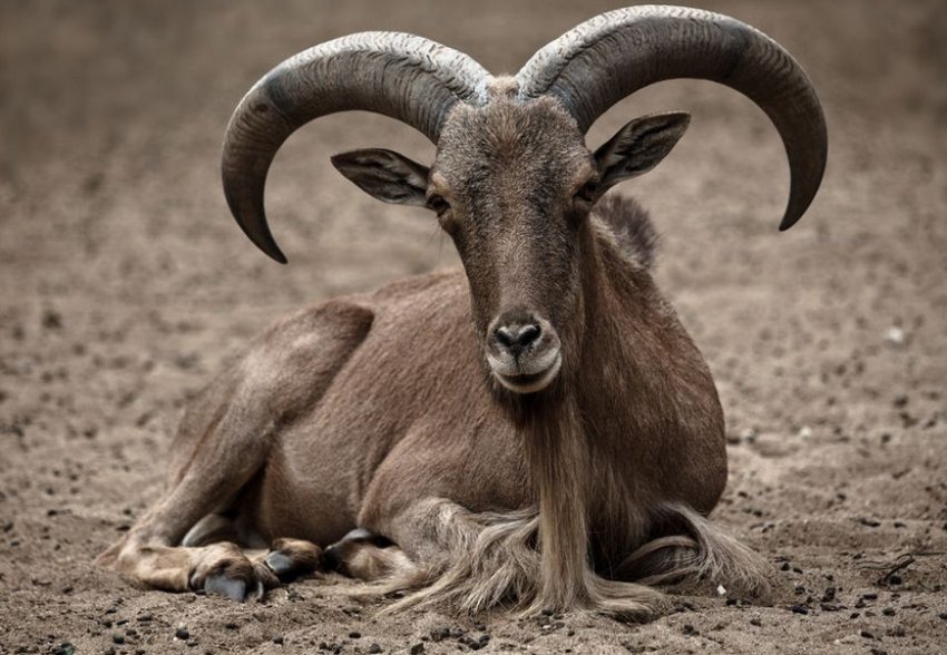 Тянишанський баран Тянишанський баран