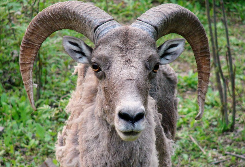 Північнокитайський баран Північнокитайський баран