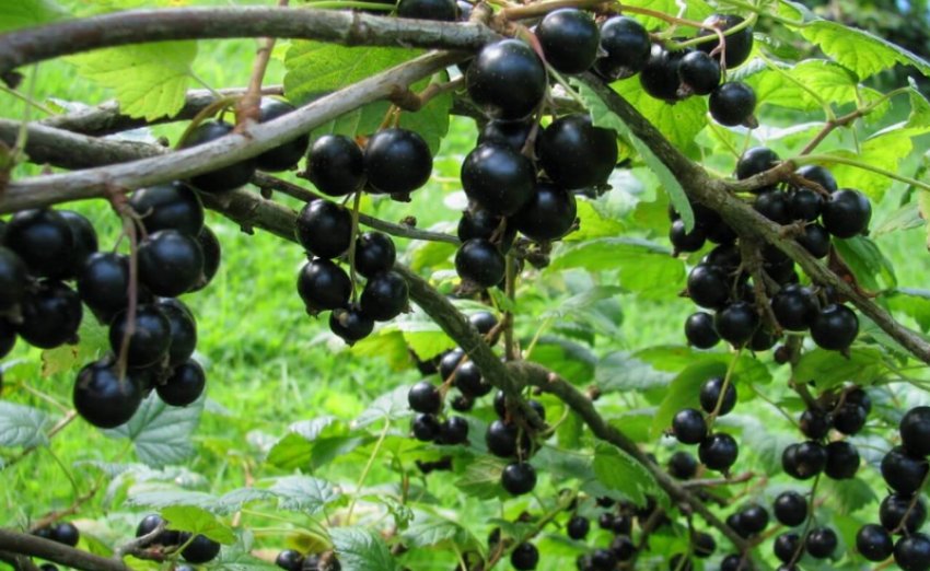 Сорт чорної смородини Тамерлан