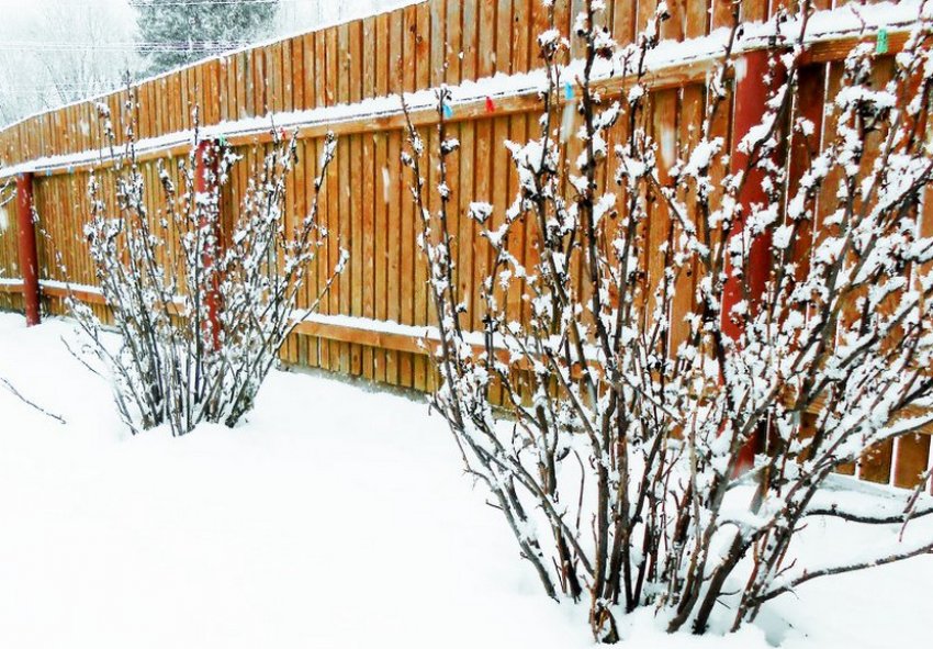 Смородина взимку