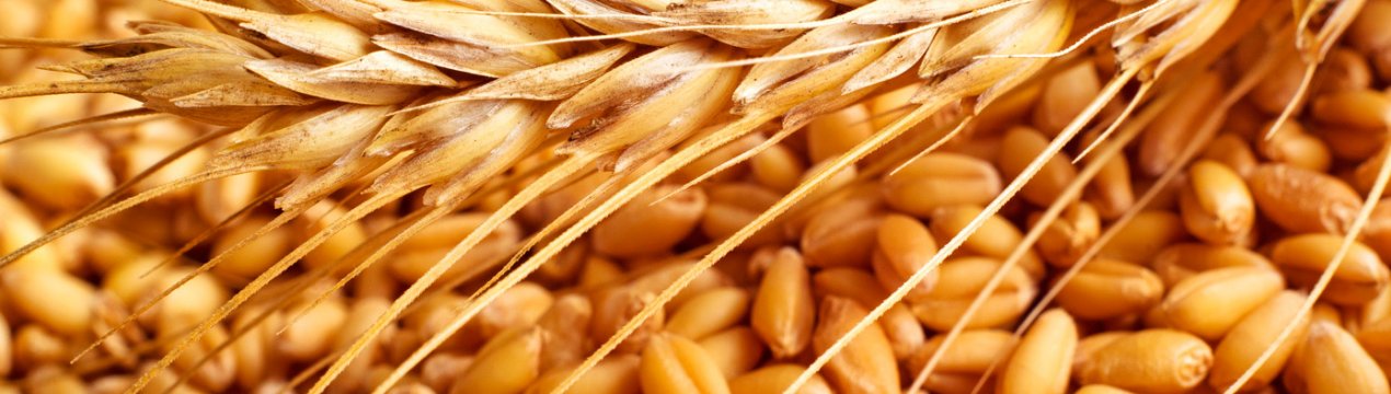 Спека погіршила умови наливу зерна ранніх колосових культур України