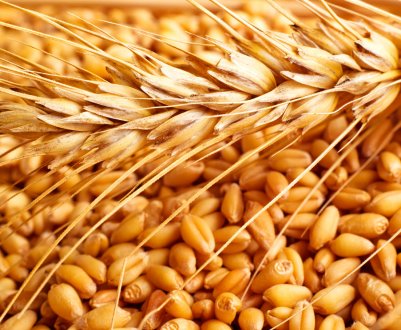 Спека погіршила умови наливу зерна ранніх колосових культур України