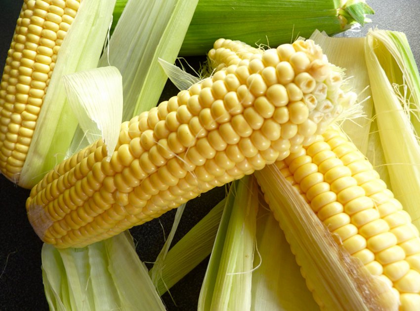 Спека погіршила умови наливу зерна ранніх колосових культур України