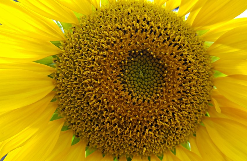 Спека погіршила умови наливу зерна ранніх колосових культур України