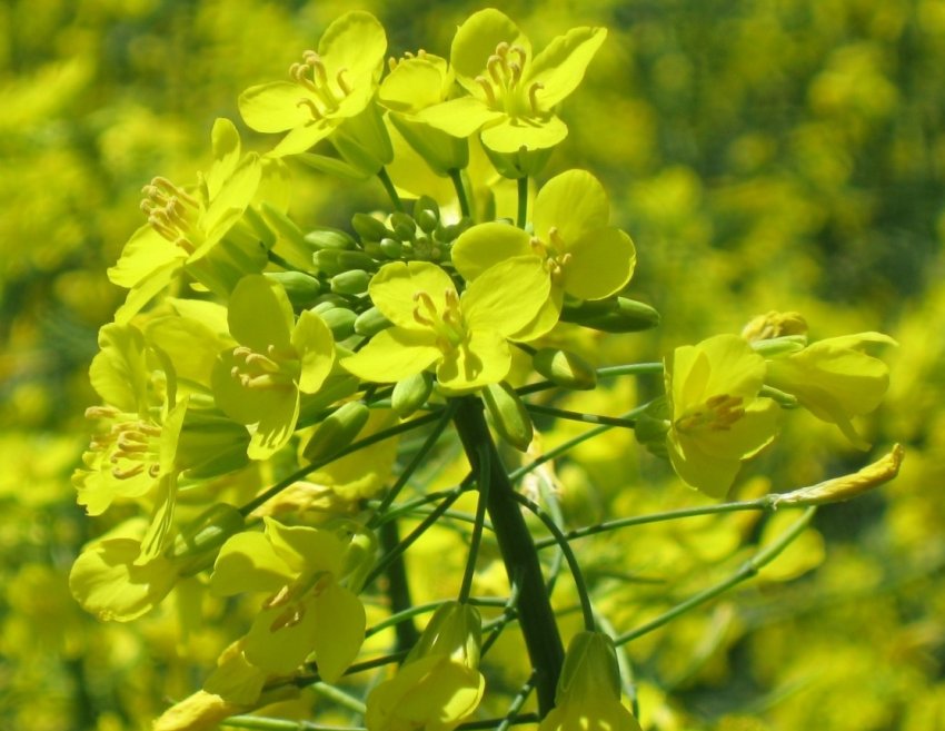 На удмуртська просторах — все більше ріпаку На удмуртська просторах — все більше ріпаку