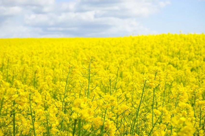 На удмуртська просторах — все більше ріпаку На удмуртська просторах — все більше ріпаку