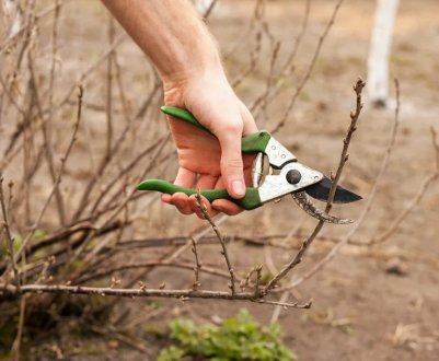 Як доглядати за кущами смородини й аґрусу навесні — основні кроки і правила