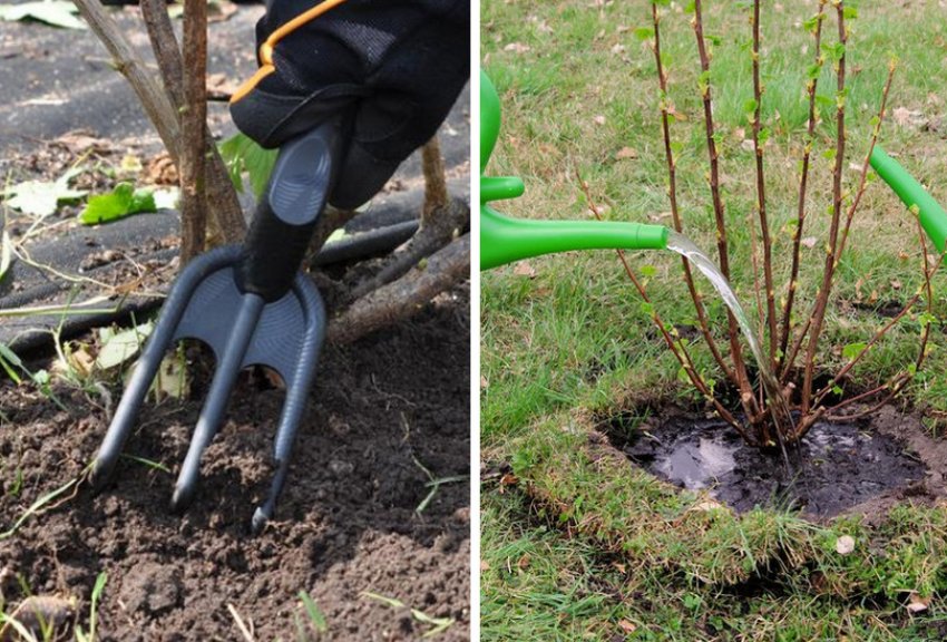 Полив і розпушування грунту смородини