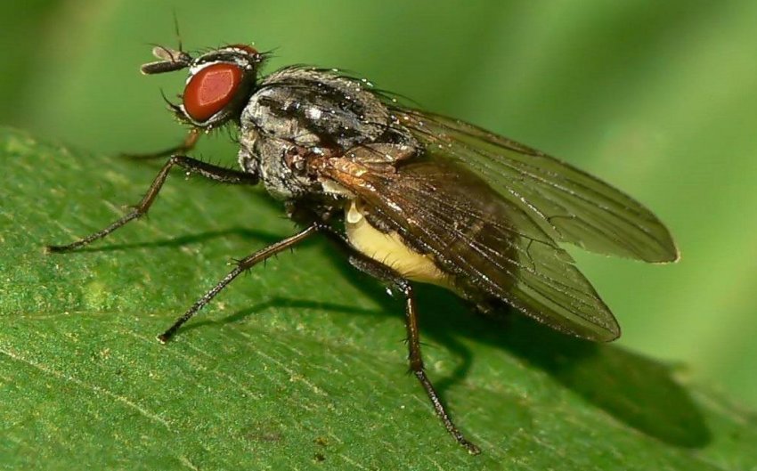 На кубанських городах ледь не оселилися небезпечні «лялечки» На кубанських городах ледь не оселилися небезпечні «лялечки»