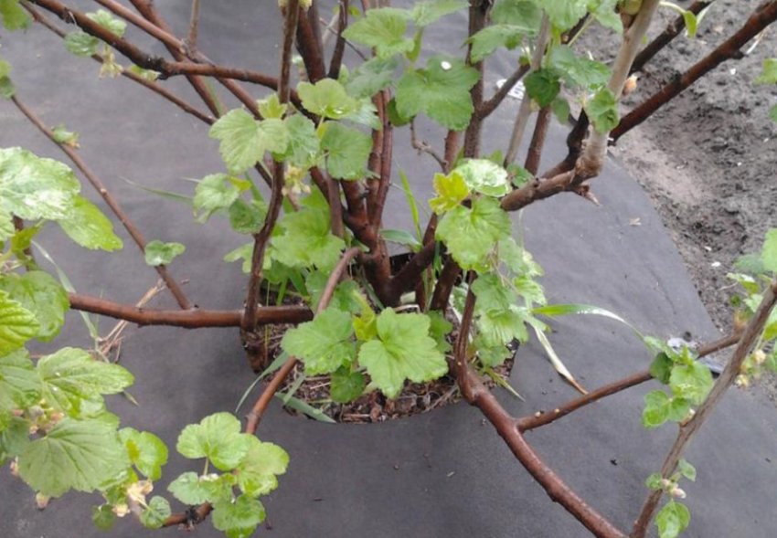 Смородина під агроволокном