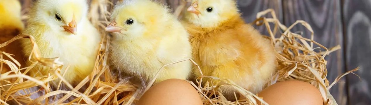 Найбільший український виробник курятини інвестує в підвищення стандартів благополуччя тварин