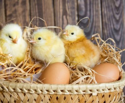 Найбільший український виробник курятини інвестує в підвищення стандартів благополуччя тварин