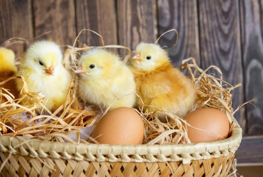 Найбільший український виробник курятини інвестує в підвищення стандартів благополуччя тварин Найбільший український виробник курятини інвестує в підвищення стандартів благополуччя тварин