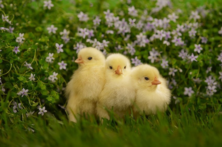 Найбільший український виробник курятини інвестує в підвищення стандартів благополуччя тварин Найбільший український виробник курятини інвестує в підвищення стандартів благополуччя тварин