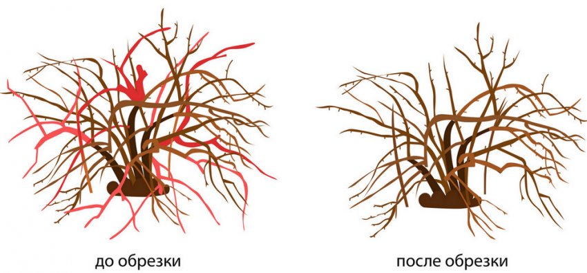 чем подкармливать кусты смородины и крыжовника весной. Смотреть фото чем подкармливать кусты смородины и крыжовника весной. Смотреть картинку чем подкармливать кусты смородины и крыжовника весной. Картинка про чем подкармливать кусты смородины и крыжовника весной. Фото чем подкармливать кусты смородины и крыжовника весной