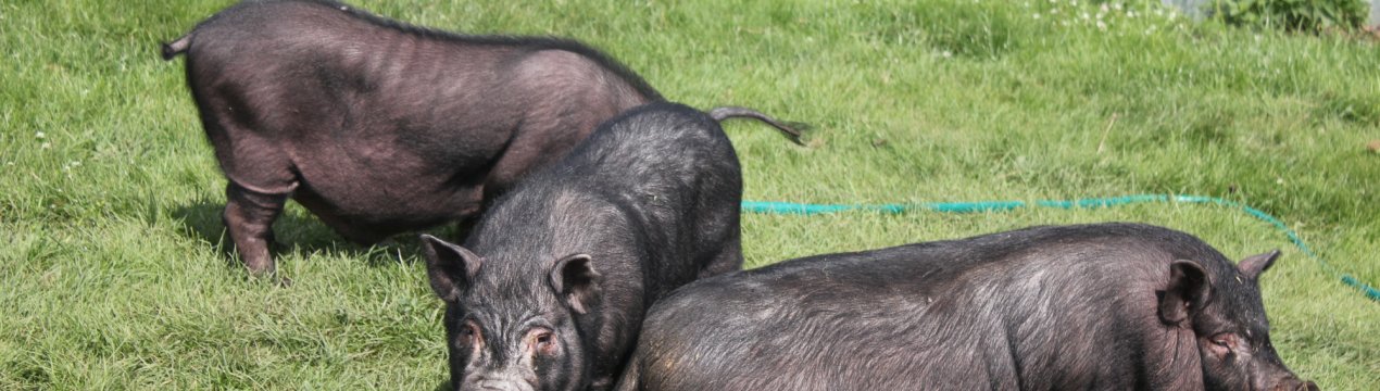 В'єтнам заявляє, що незабаром у нього з'явиться вакцина проти африканської чуми свиней