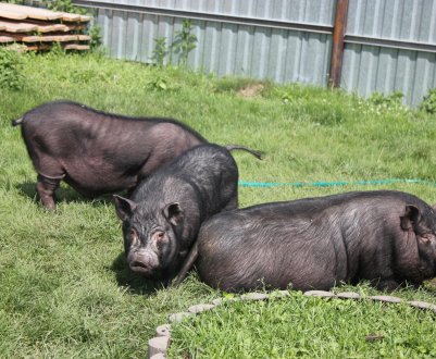 В'єтнам заявляє, що незабаром у нього з'явиться вакцина проти африканської чуми свиней