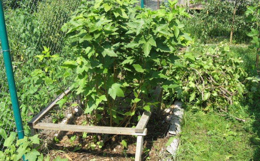 Смородина на ділянці