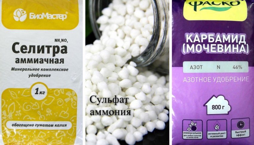 чем подкармливать кусты смородины и крыжовника весной. Смотреть фото чем подкармливать кусты смородины и крыжовника весной. Смотреть картинку чем подкармливать кусты смородины и крыжовника весной. Картинка про чем подкармливать кусты смородины и крыжовника весной. Фото чем подкармливать кусты смородины и крыжовника весной