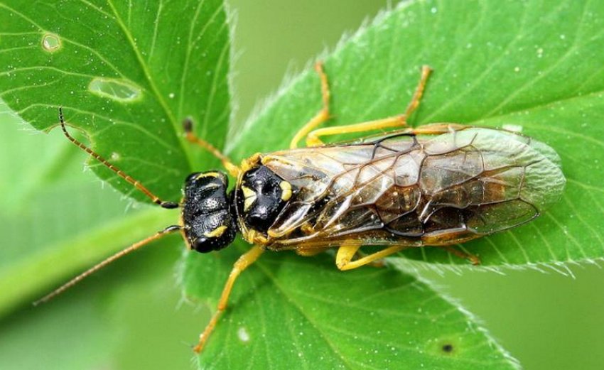 Плодовий пильщик