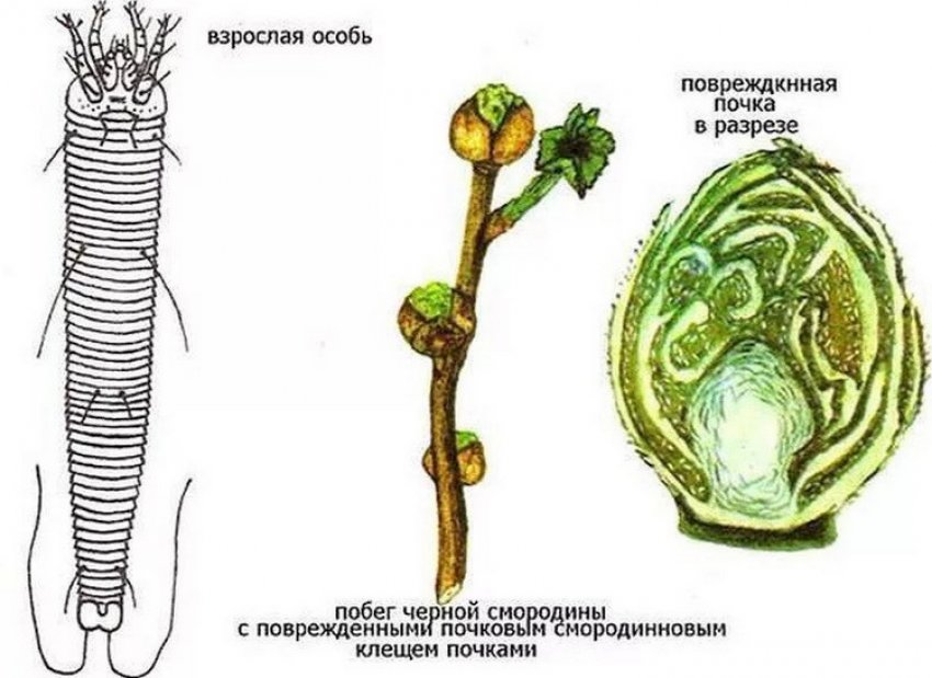 Бруньковий кліщ