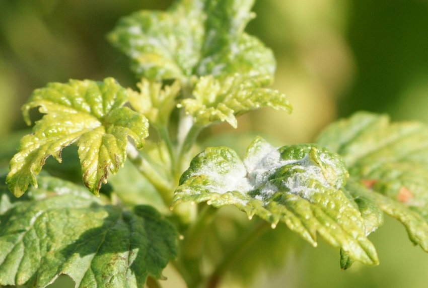 Борошниста роса на смородині