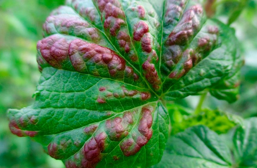 Антракноз смородини