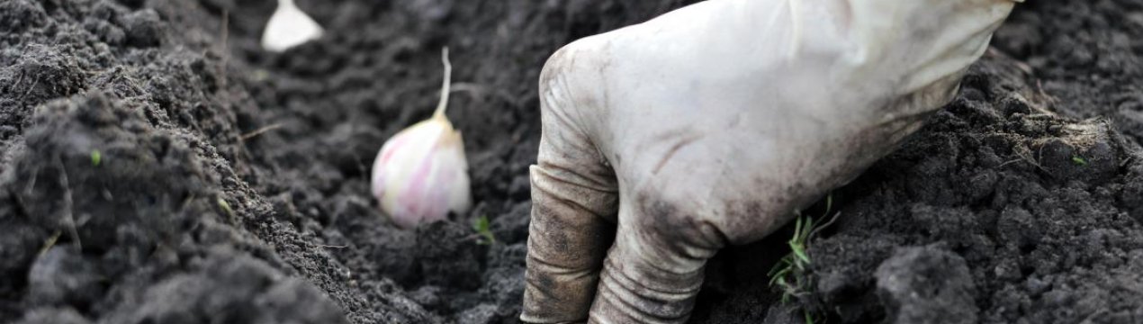 Як підготувати грядку для часнику під зиму