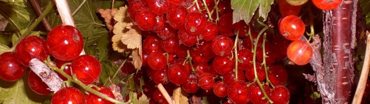 Сорт червоної смородини Ровада: переваги та недоліки