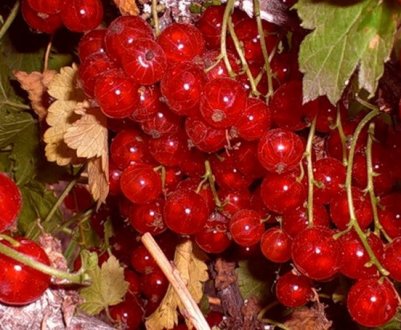 Сорт червоної смородини Ровада: переваги та недоліки