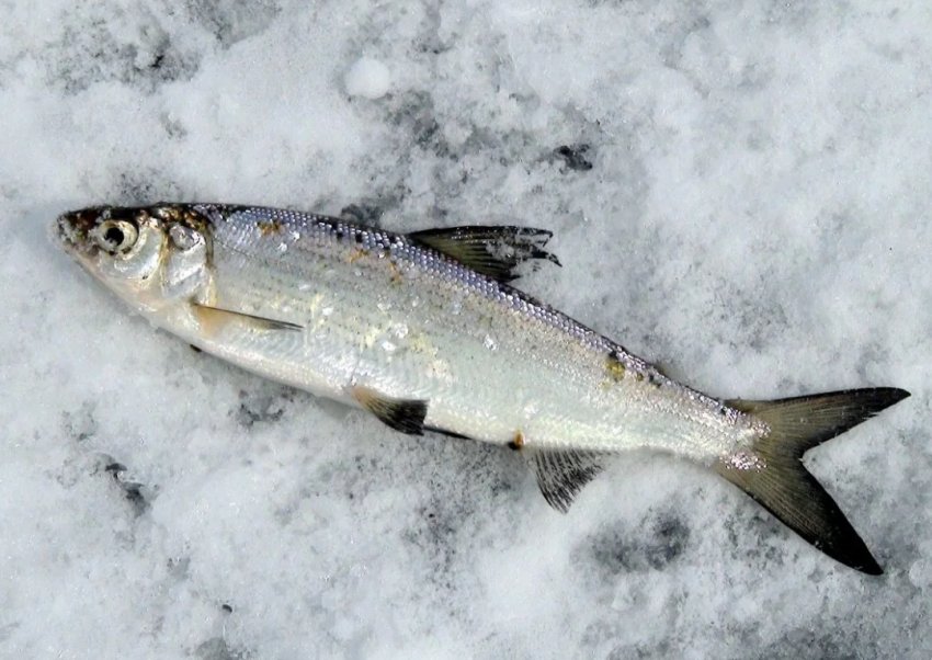 Новий красноярський завод переробить м'ясо північних оленів і цінних риб Новий красноярський завод переробить м'ясо північних оленів і цінних риб