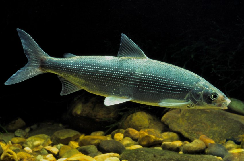 Новий красноярський завод переробить м'ясо північних оленів і цінних риб Новий красноярський завод переробить м'ясо північних оленів і цінних риб