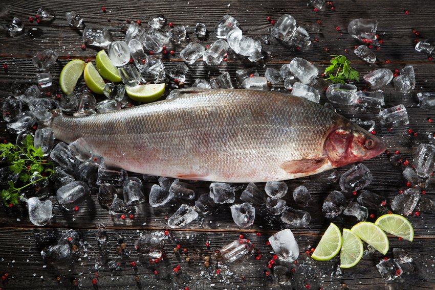 Новий красноярський завод переробить м'ясо північних оленів і цінних риб Новий красноярський завод переробить м'ясо північних оленів і цінних риб